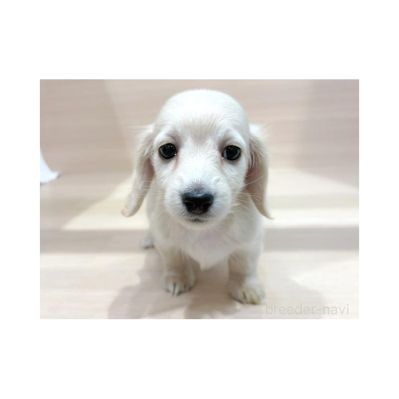 販売中の東京都のチワックス:チワワ×ミニチュアダックスフンド-452994の3枚目