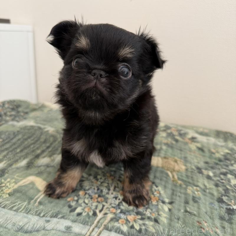 販売中の東京都のチワワ(ロングコート)-452993の7枚目