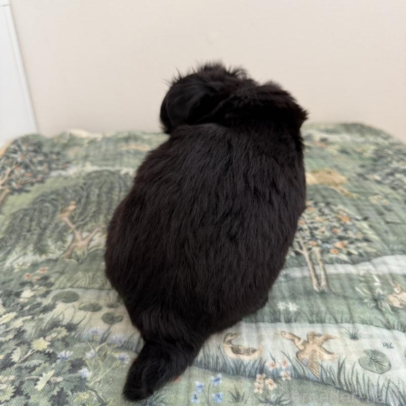 販売中の東京都のチワワ(ロングコート)-452993の6枚目