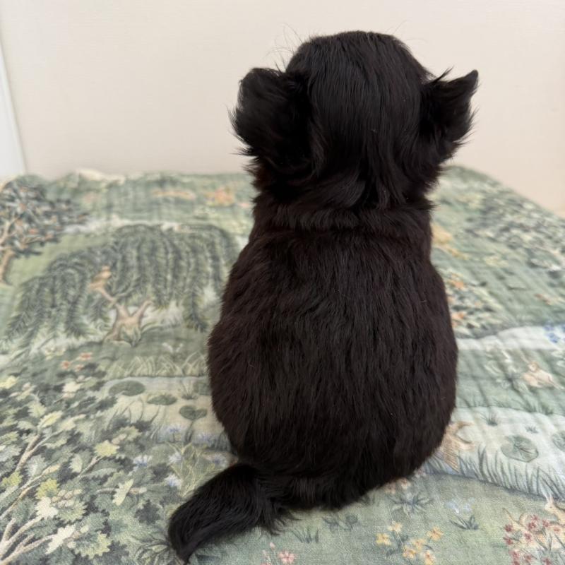 販売中の東京都のチワワ(ロングコート)-452993の5枚目