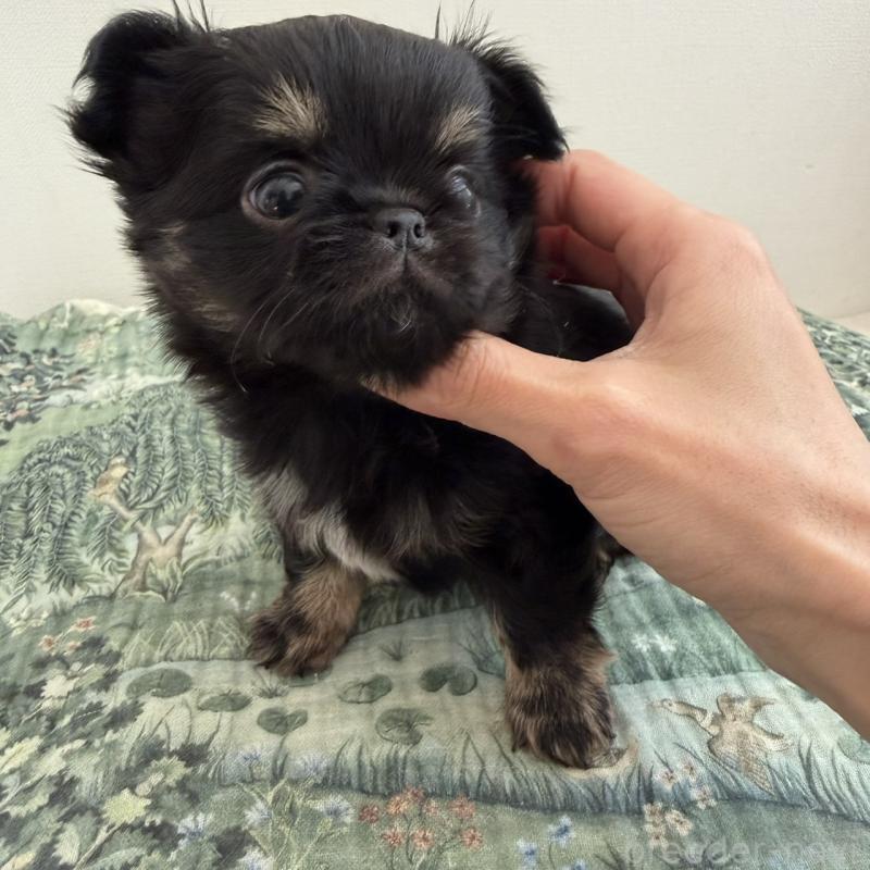 販売中の東京都のチワワ(ロングコート)-452993の4枚目