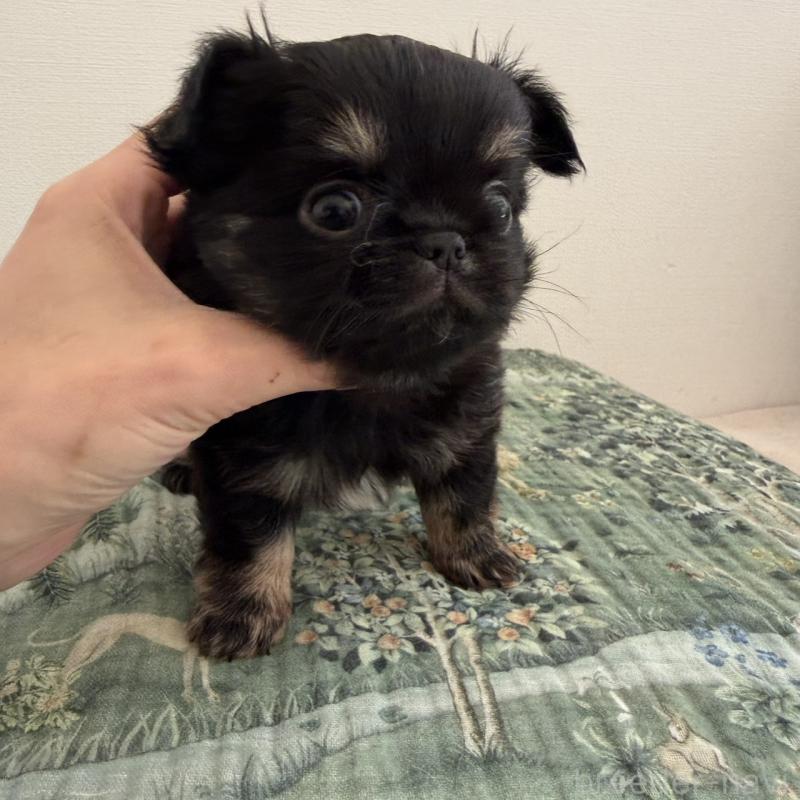 販売中の東京都のチワワ(ロングコート)-452993の3枚目