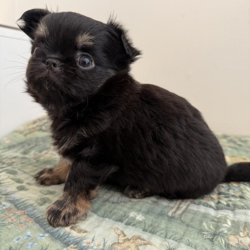 販売中の東京都のチワワ(ロングコート)-452993の2枚目