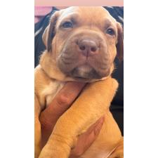 アメリカンピットブルテリアの子犬