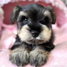 ♀︎ミニチュアシュナウザー