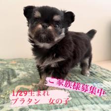 ♀︎チワワ(ロングコート)