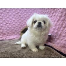 ♀︎ペキニーズ