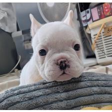 ♀︎フレンチブルドッグ
