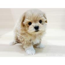 ♀︎マルプー:マルチーズ×トイプードル