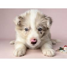 ♀︎ボーダーコリー