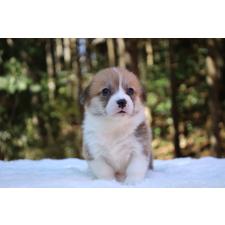 ♀︎ウェルシュコーギーペンブローク