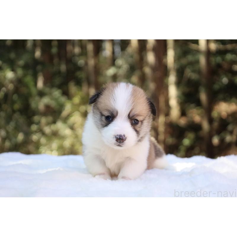 販売中の栃木県のウェルシュコーギーペンブローク-452996の27枚目