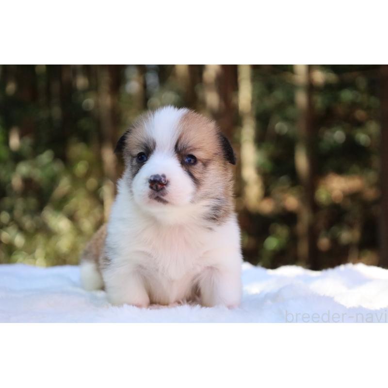 販売中の栃木県のウェルシュコーギーペンブローク-452996の26枚目