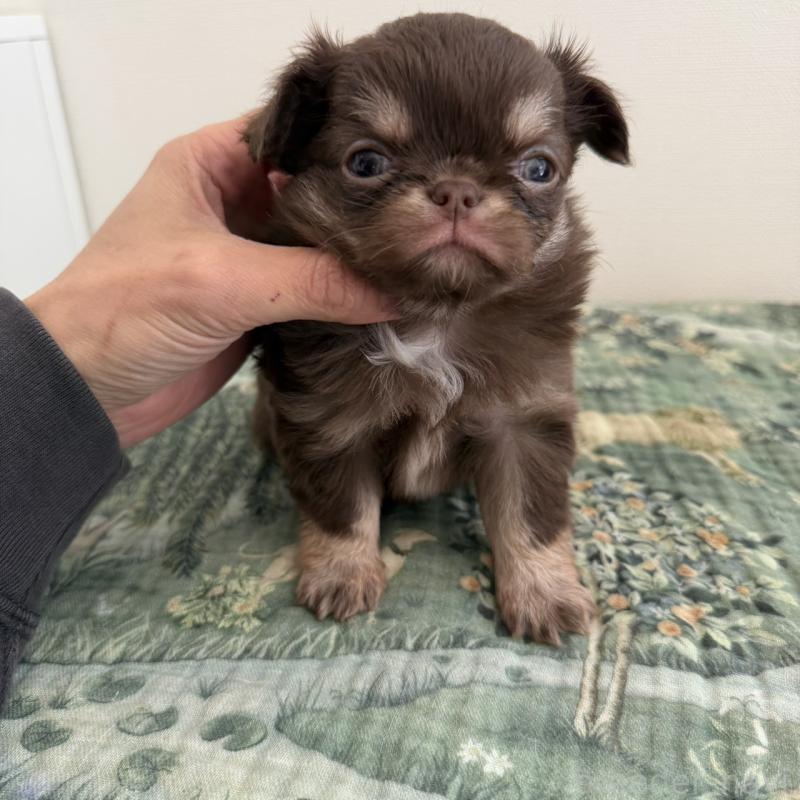 販売中の東京都のチワワ(ロングコート)-452995の8枚目