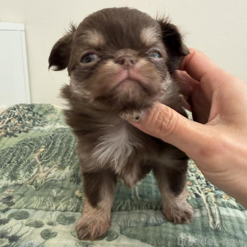 販売中の東京都のチワワ(ロングコート)-452995の7枚目