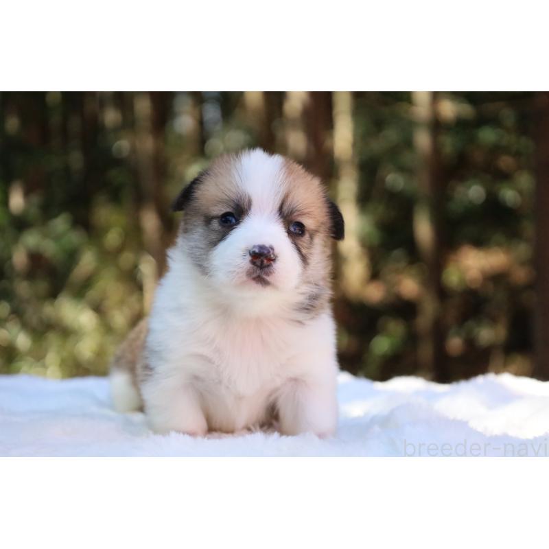 販売中の栃木県のウェルシュコーギーペンブローク-452996の25枚目