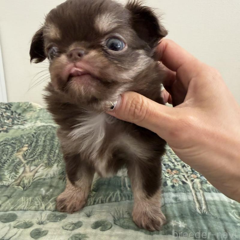 販売中の東京都のチワワ(ロングコート)-452995の5枚目