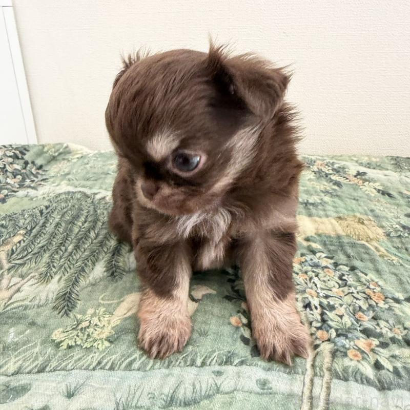 販売中の東京都のチワワ(ロングコート)-452995の4枚目