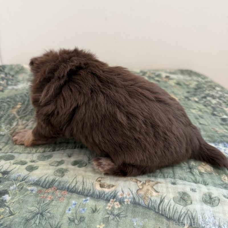 販売中の東京都のチワワ(ロングコート)-452995の2枚目