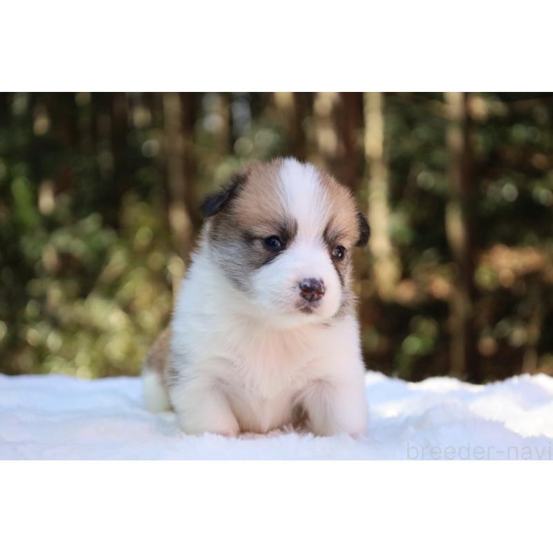 販売中の栃木県のウェルシュコーギーペンブローク-452996の24枚目