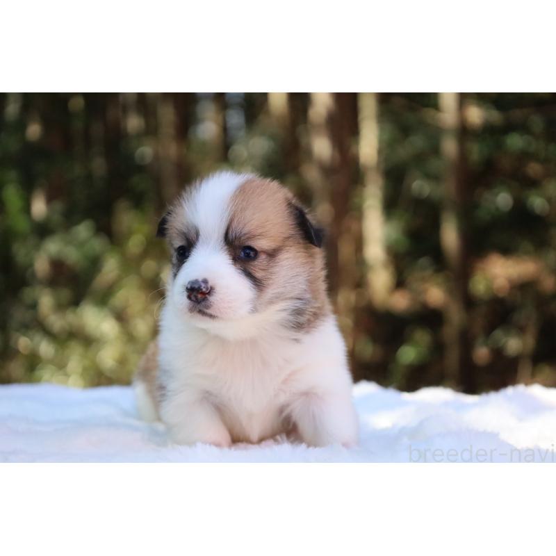 販売中の栃木県のウェルシュコーギーペンブローク-452996の23枚目