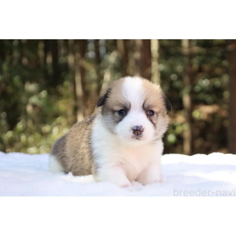 販売中の栃木県のウェルシュコーギーペンブローク-452996の21枚目