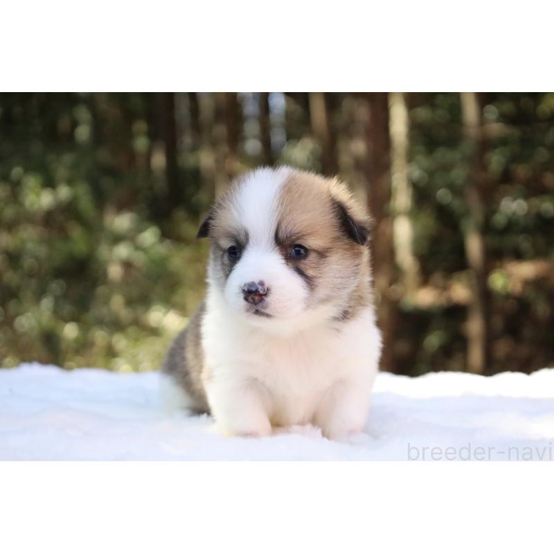 販売中の栃木県のウェルシュコーギーペンブローク-452996の20枚目