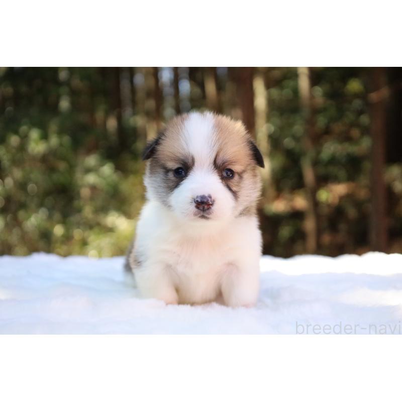 販売中の栃木県のウェルシュコーギーペンブローク-452996の18枚目