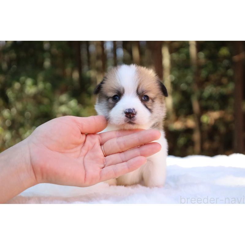 販売中の栃木県のウェルシュコーギーペンブローク-452996の17枚目