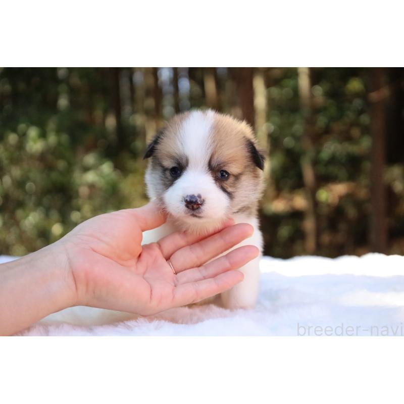 販売中の栃木県のウェルシュコーギーペンブローク-452996の16枚目