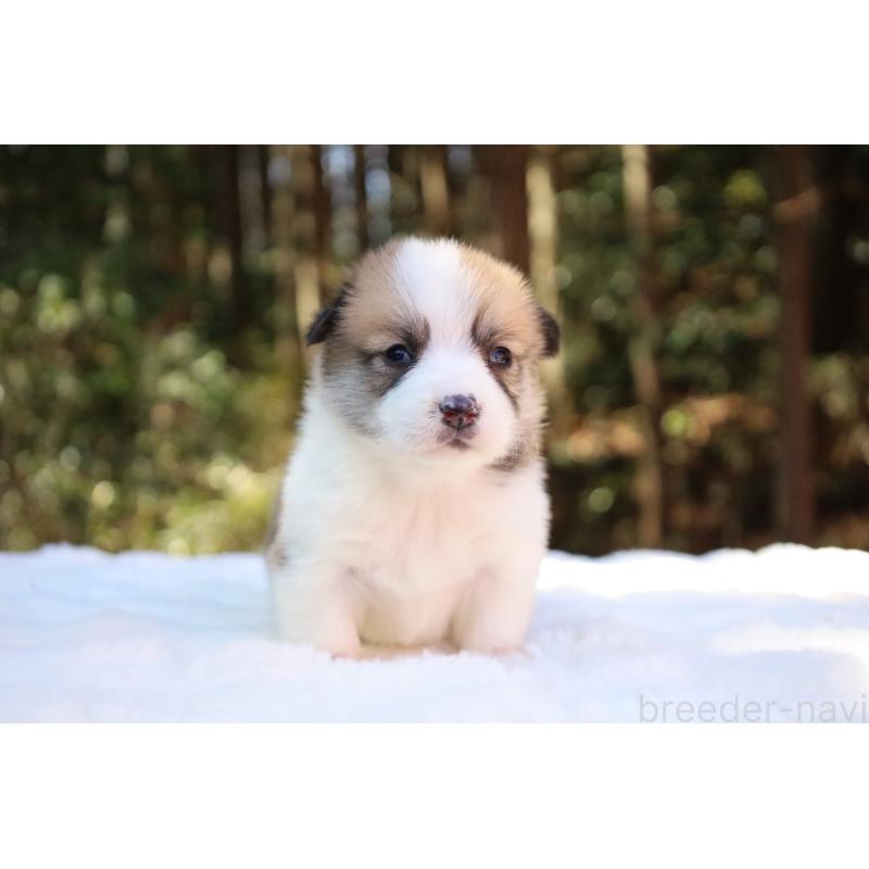 販売中の栃木県のウェルシュコーギーペンブローク-452996の15枚目