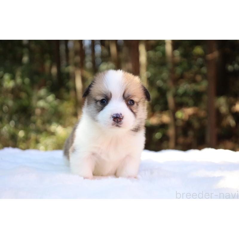 販売中の栃木県のウェルシュコーギーペンブローク-452996の14枚目