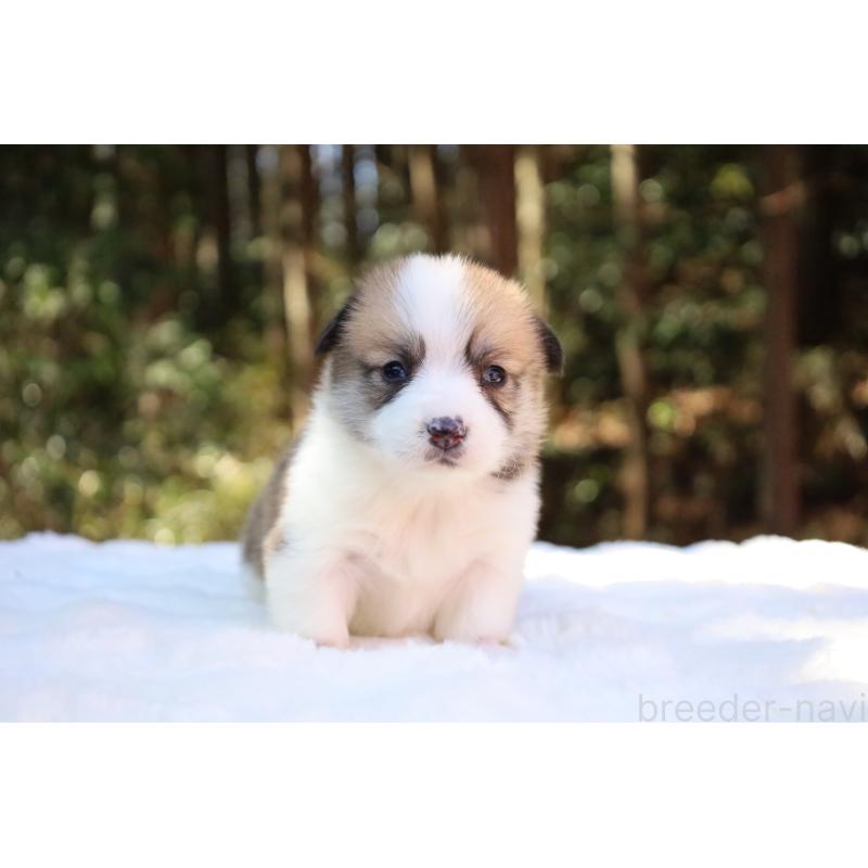 販売中の栃木県のウェルシュコーギーペンブローク-452996の13枚目