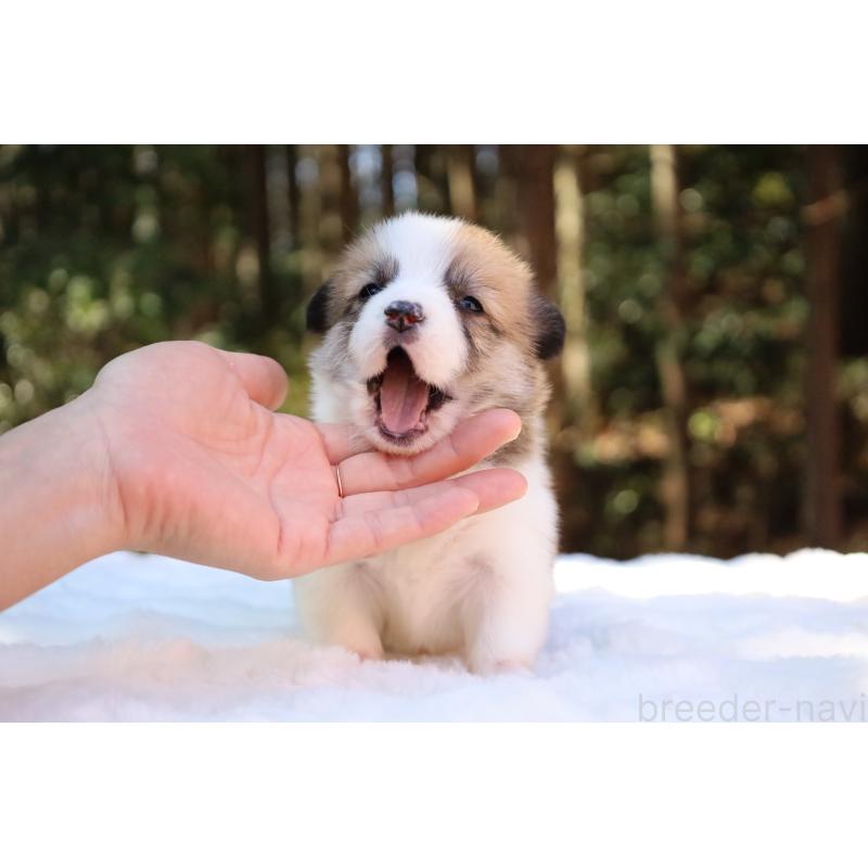 販売中の栃木県のウェルシュコーギーペンブローク-452996の12枚目