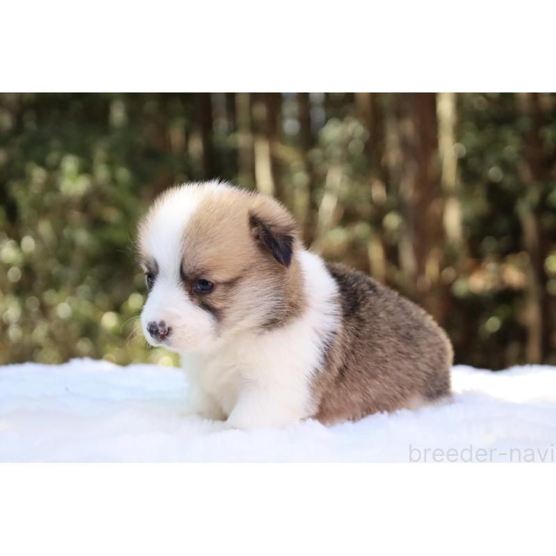 販売中の栃木県のウェルシュコーギーペンブローク-452996の11枚目