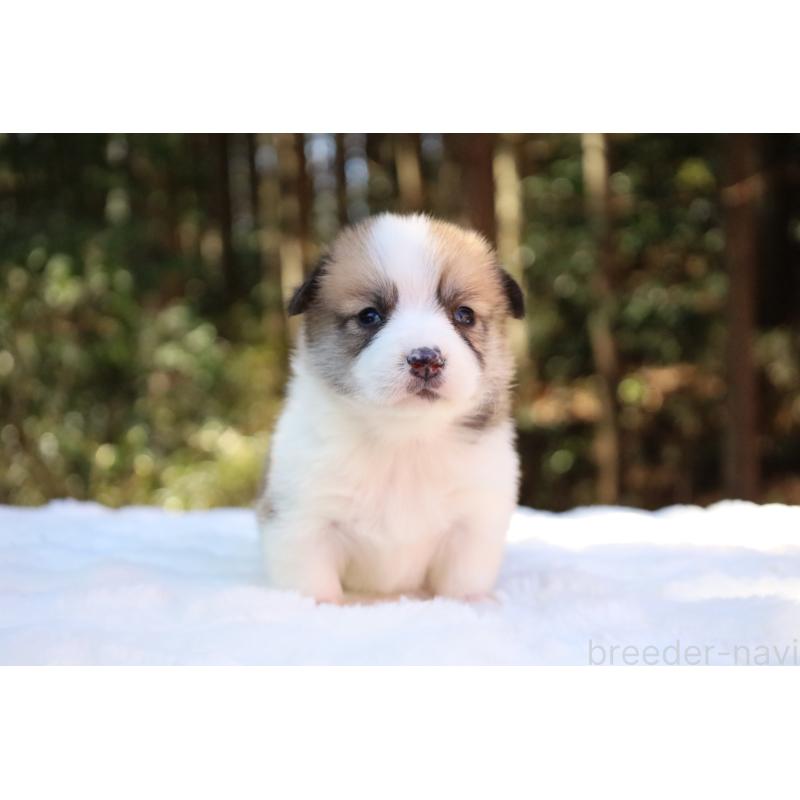 販売中の栃木県のウェルシュコーギーペンブローク-452996の10枚目