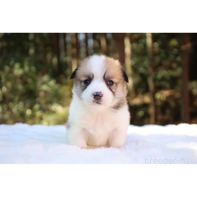 販売中の栃木県のウェルシュコーギーペンブローク-452996の9枚目