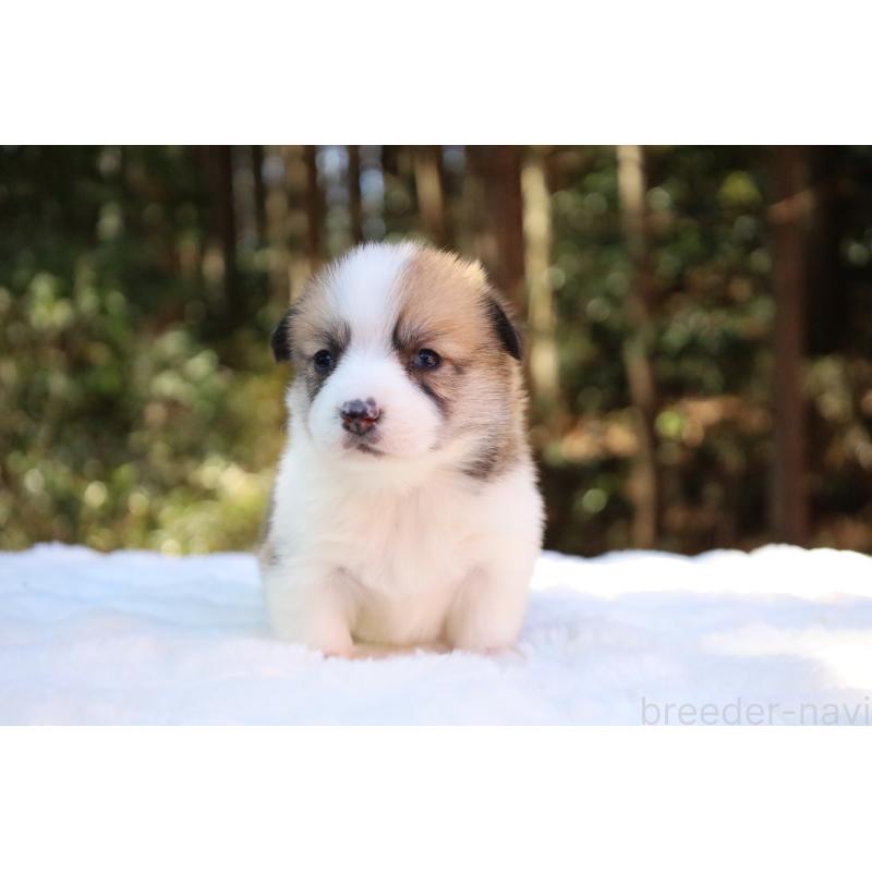 販売中の栃木県のウェルシュコーギーペンブローク-452996の8枚目