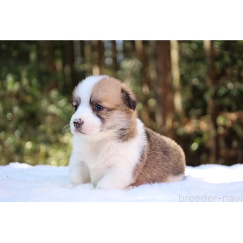 販売中の栃木県のウェルシュコーギーペンブローク-452996の7枚目