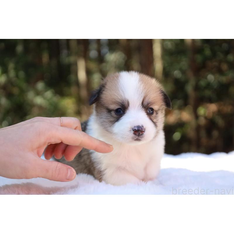 販売中の栃木県のウェルシュコーギーペンブローク-452996の6枚目