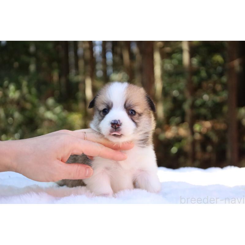 販売中の栃木県のウェルシュコーギーペンブローク-452996の5枚目