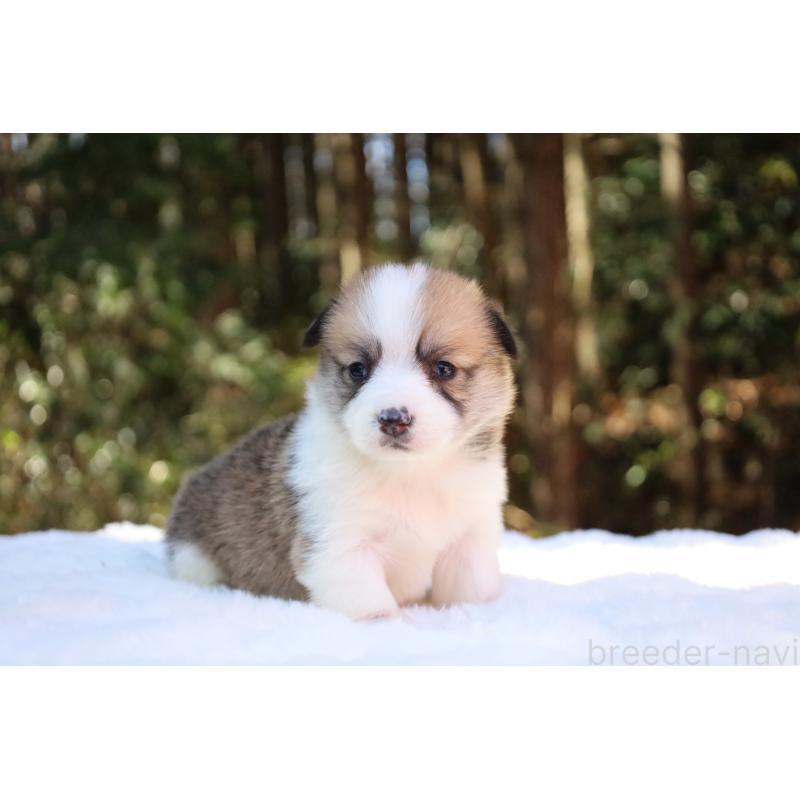 販売中の栃木県のウェルシュコーギーペンブローク-452996の4枚目