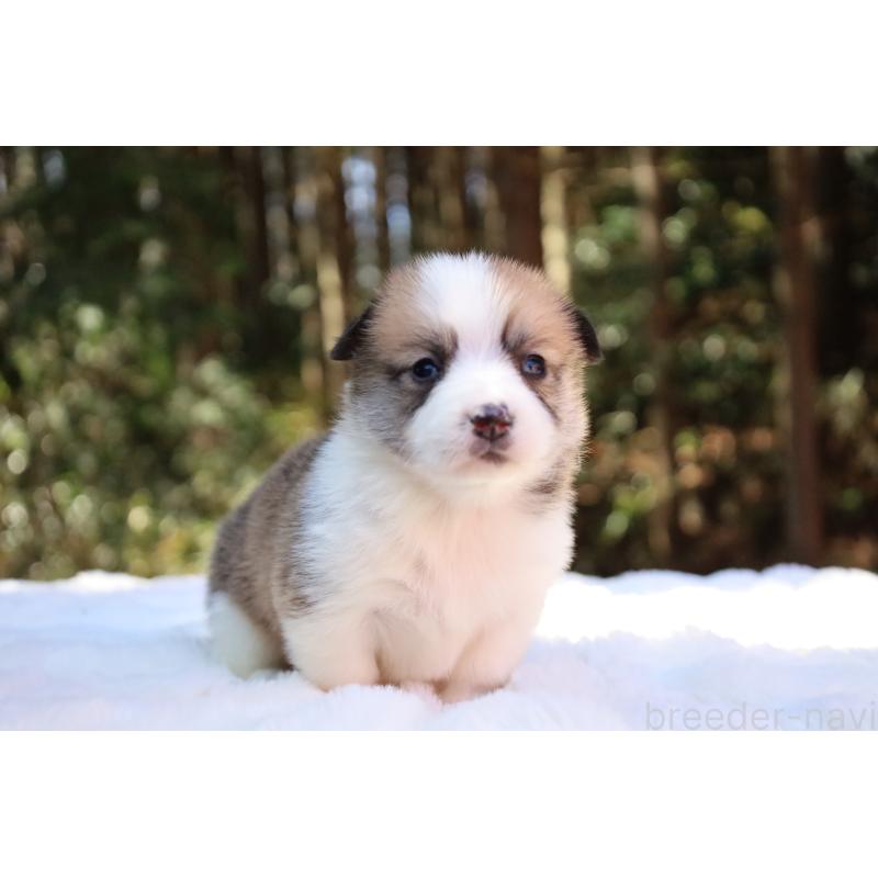 販売中の栃木県のウェルシュコーギーペンブローク-452996の3枚目