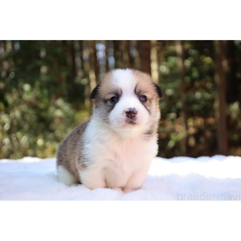 販売中の栃木県のウェルシュコーギーペンブローク-452996の2枚目