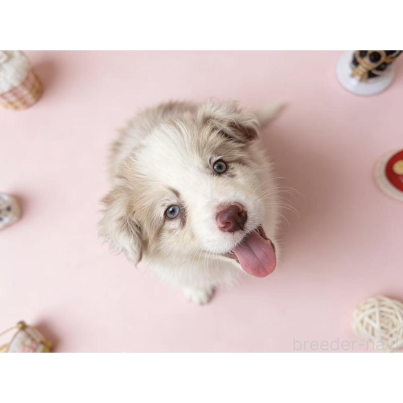 販売中の茨城県のボーダーコリー-448956の4枚目