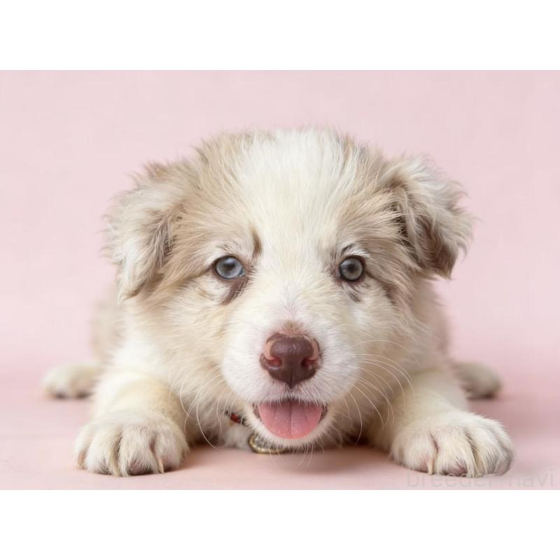 販売中の茨城県のボーダーコリー-448956