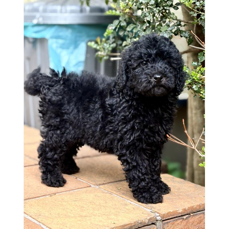 販売中の東京都のミディアムプードル-446047の2枚目