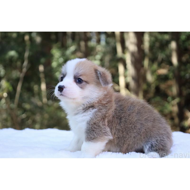 販売中の栃木県のウェルシュコーギーペンブローク-452999の14枚目