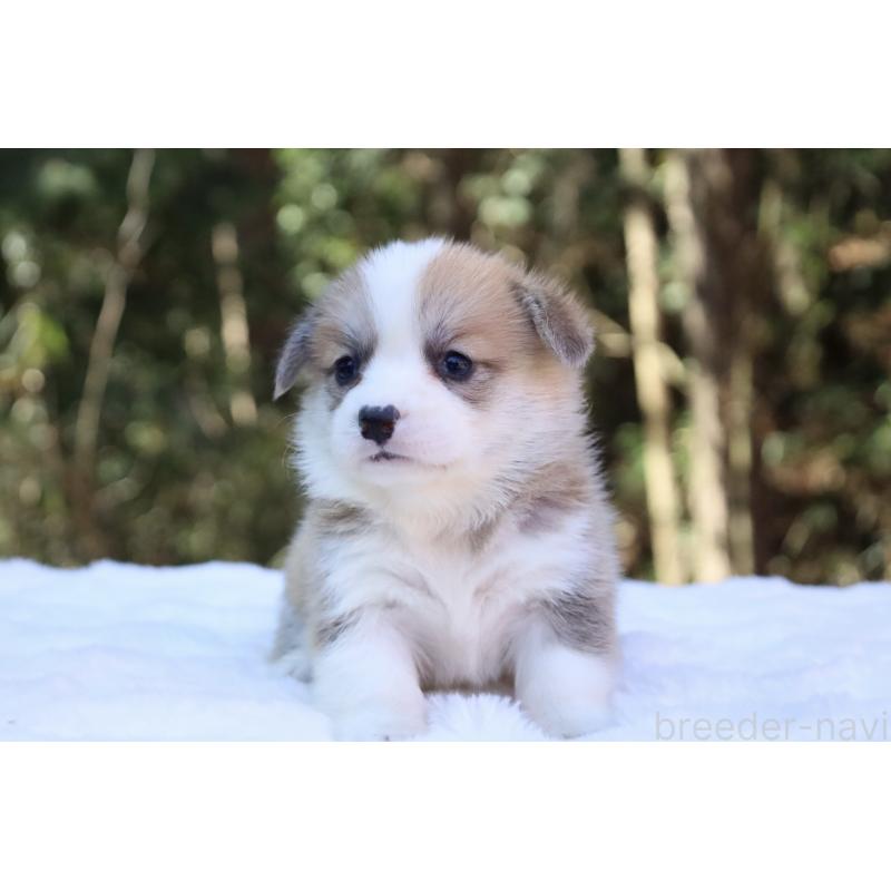 販売中の栃木県のウェルシュコーギーペンブローク-452999の13枚目