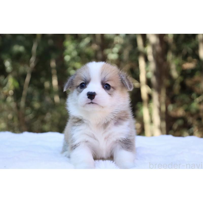 販売中の栃木県のウェルシュコーギーペンブローク-452999の12枚目